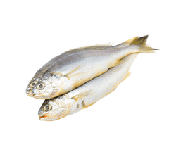 Croaker Cut & Cleaned – Mild-Flavored Fish Ready for Soups, Stews & Frying